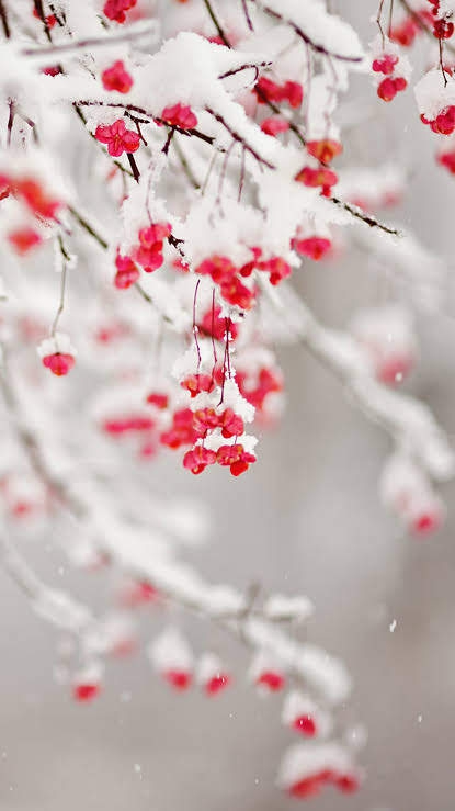 Cherry  Frost