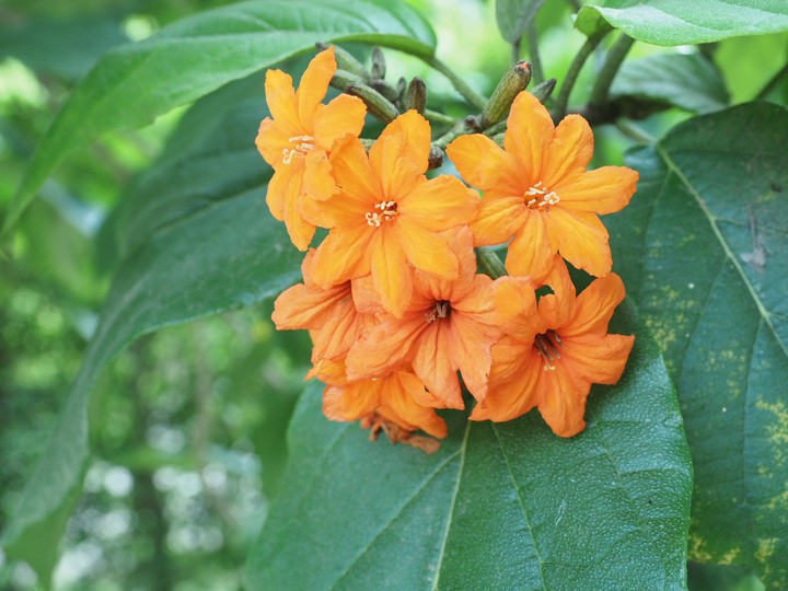 flowers