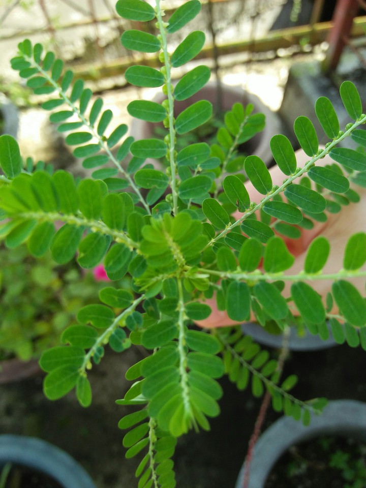 Green~~