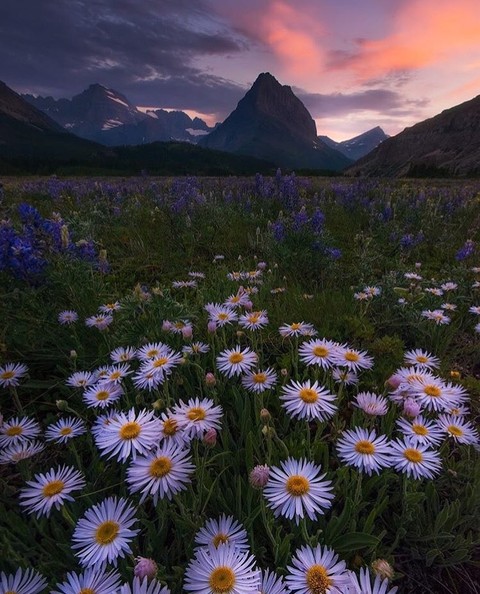 Daisies