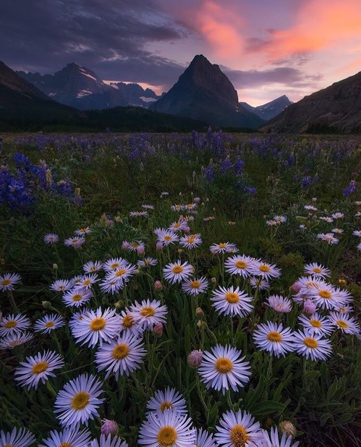 Daisies