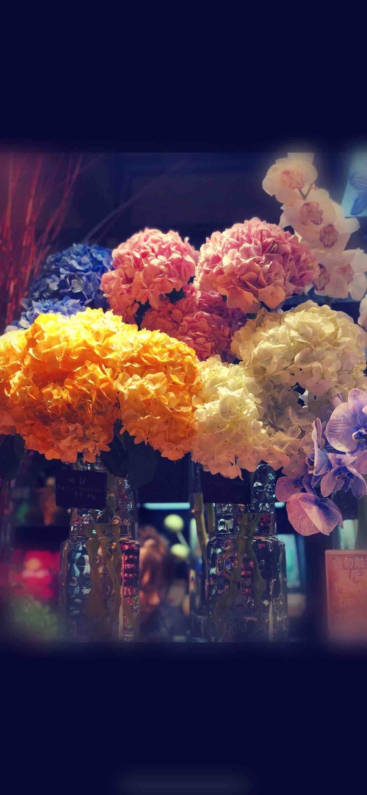 hydrangea