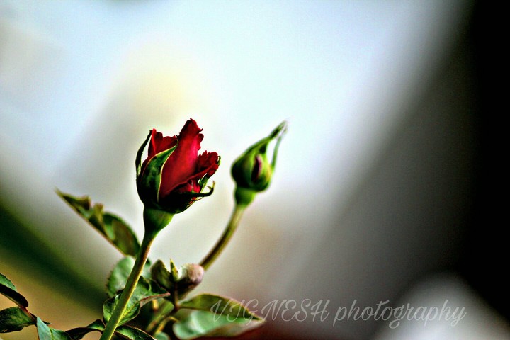 rose