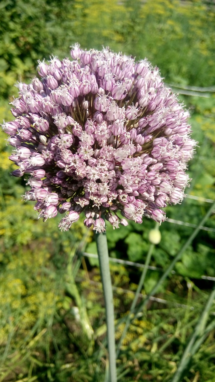 natural