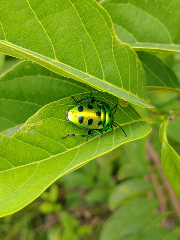 Insect