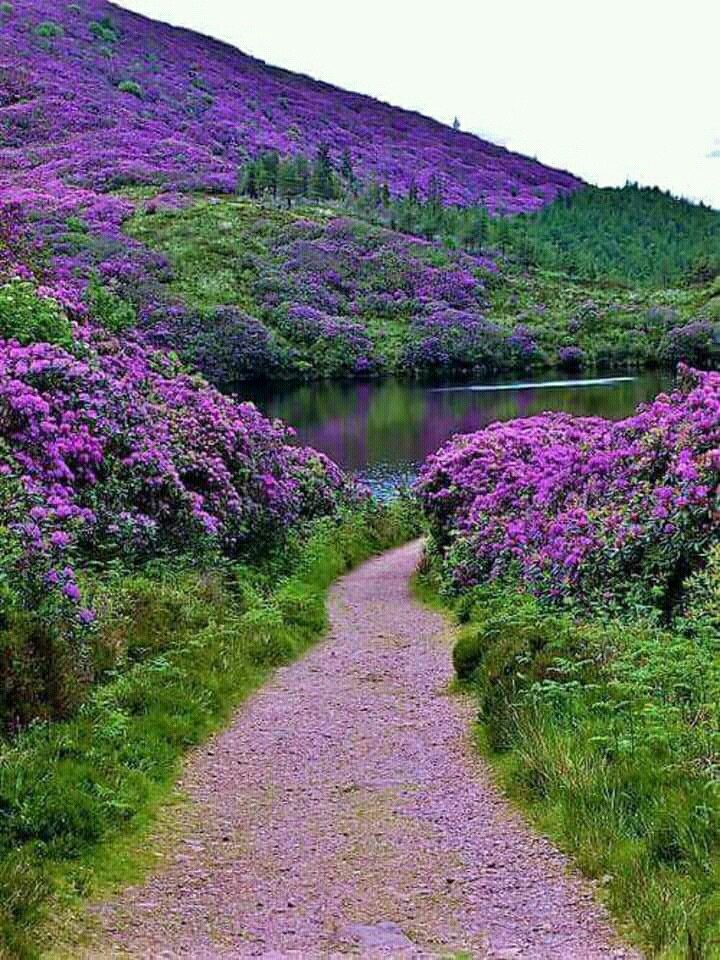nature
