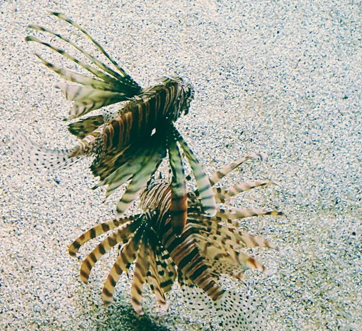Strange fish