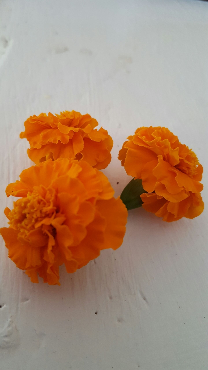 Orange flowers