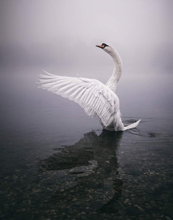 swan