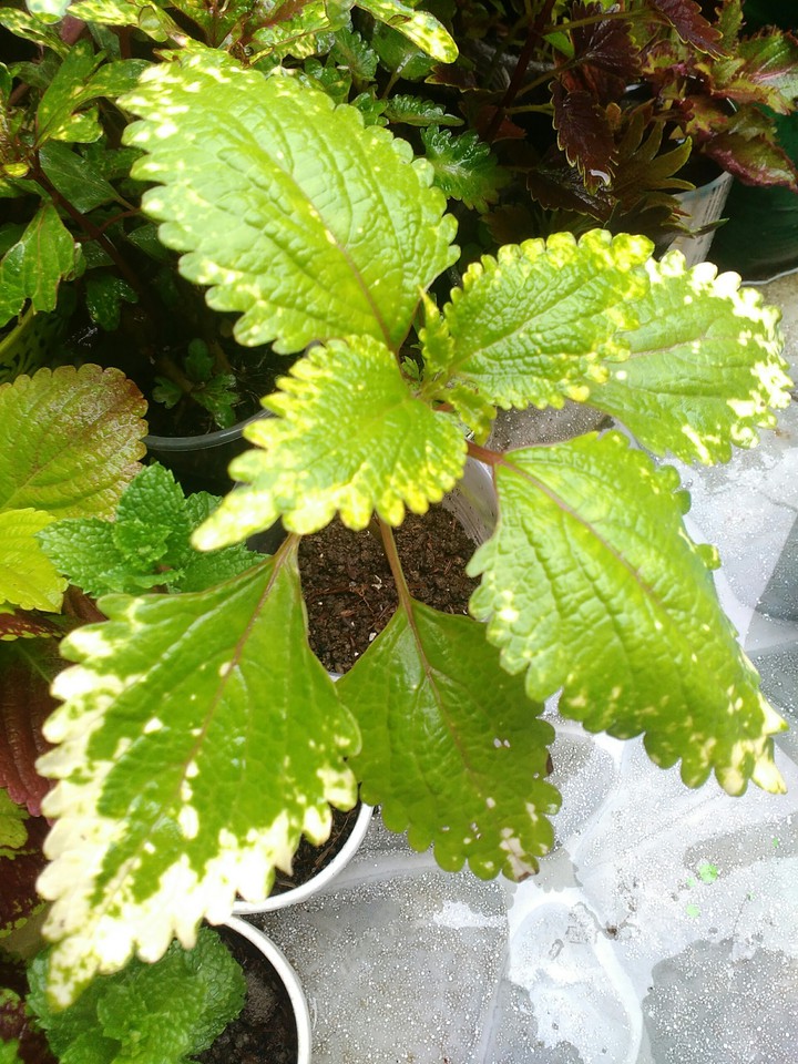 coleus