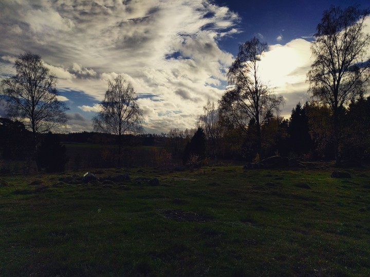 Shadows and trees