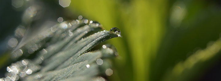 dew drop