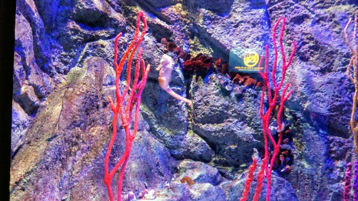 aquaRio
