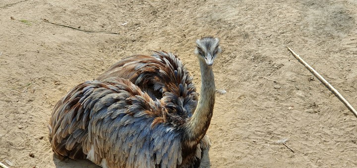 bird