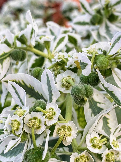 Euphorbia marginata