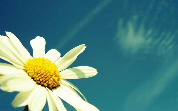 Chamomile