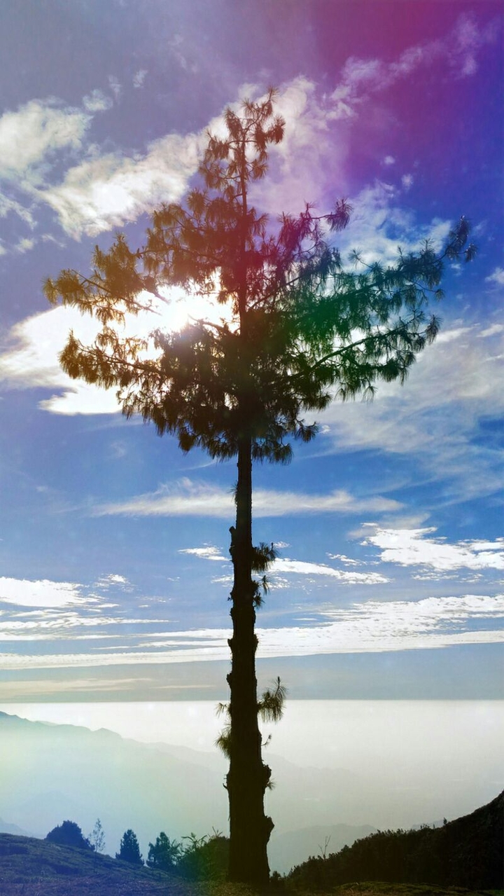 Tree On Sky