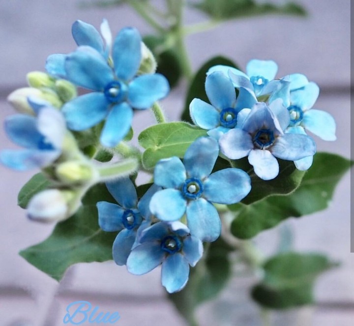 blue