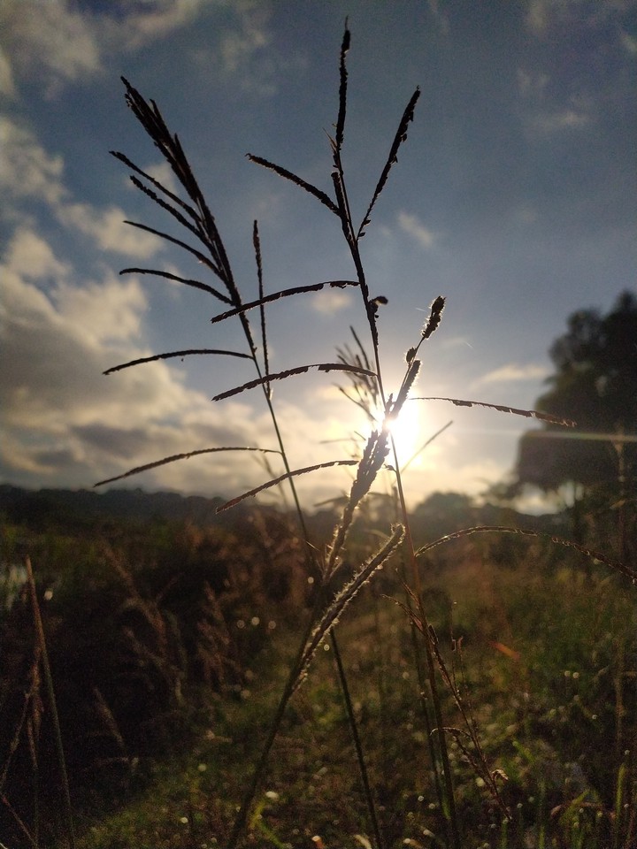bom dia