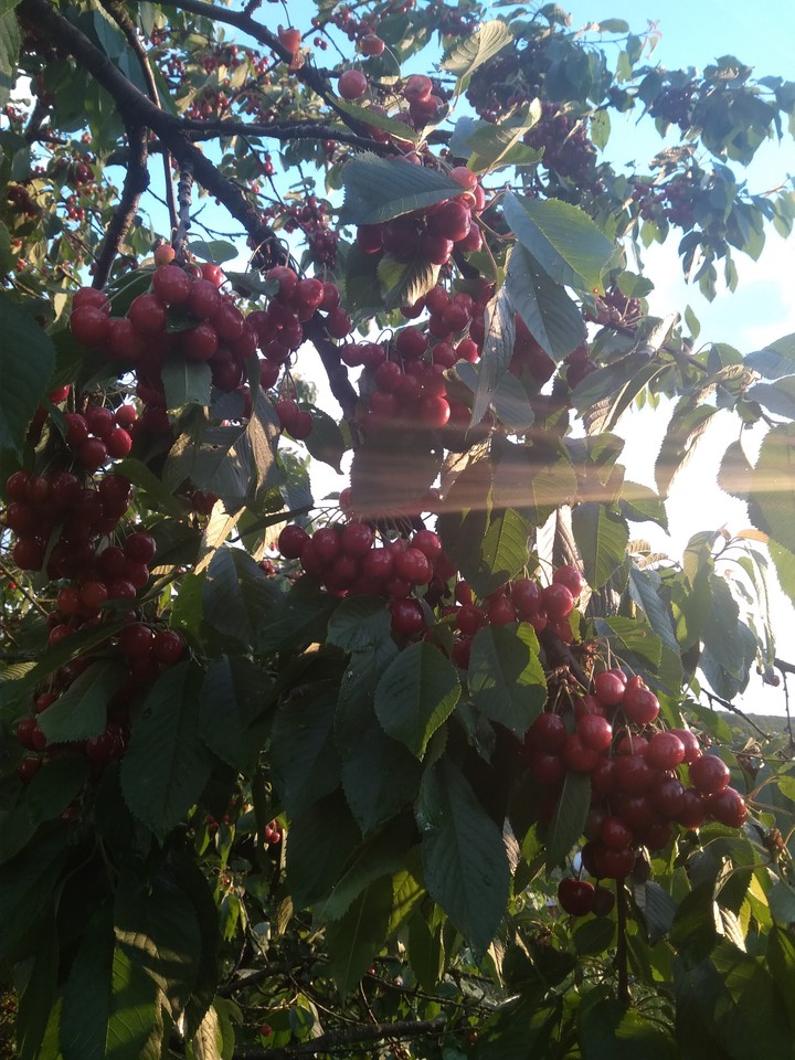 Cherry ?