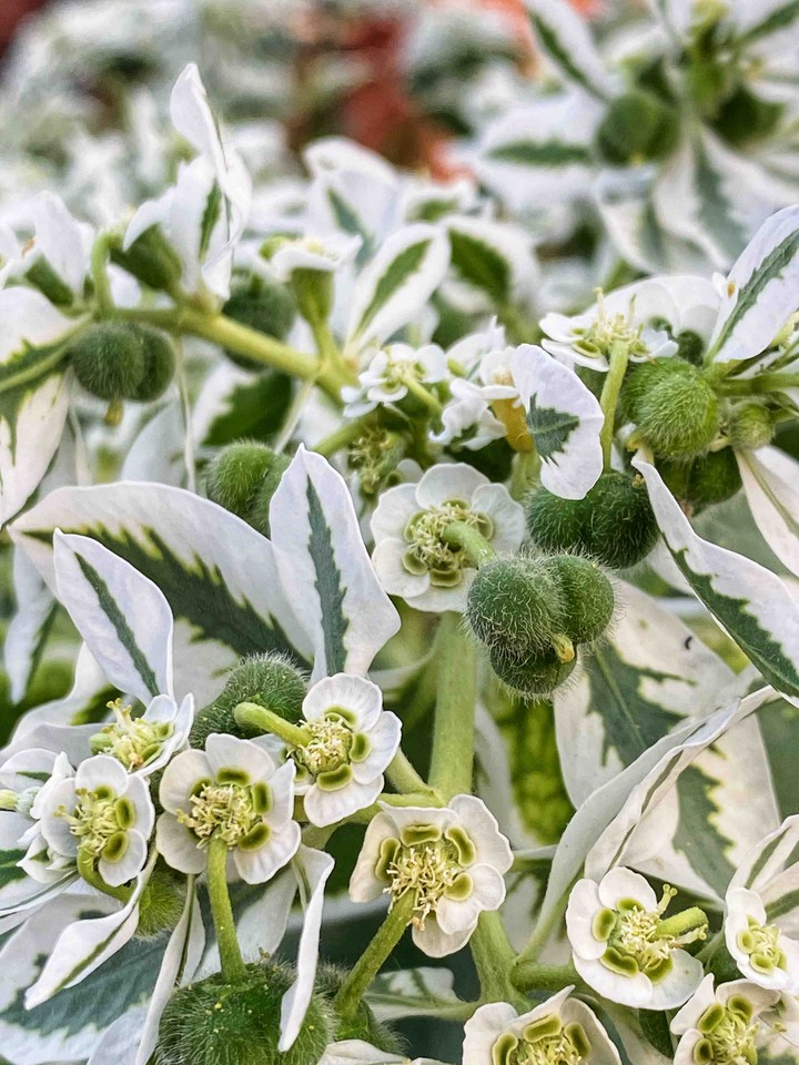 Euphorbia marginata