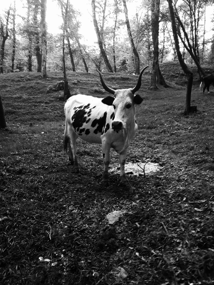 cow