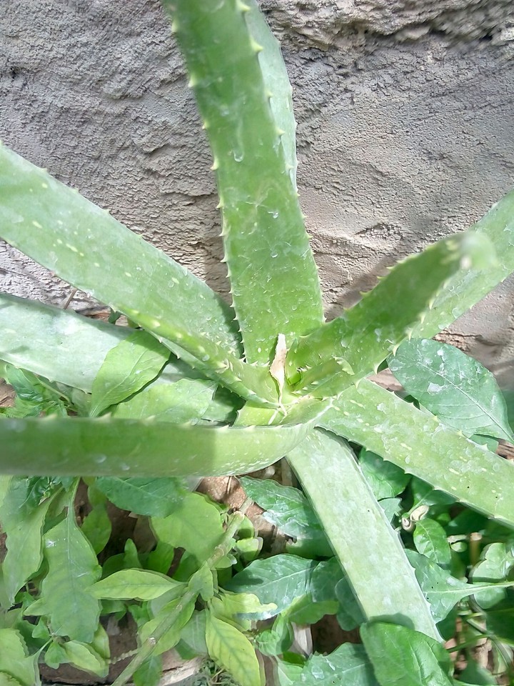 nature