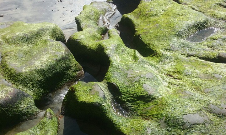 seaweed on rocks