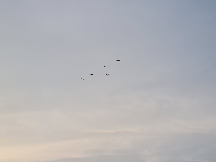 birds