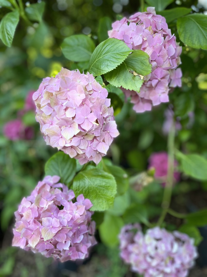 Hortensia