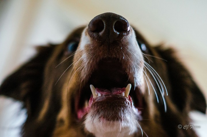 Dexter the Border Collie