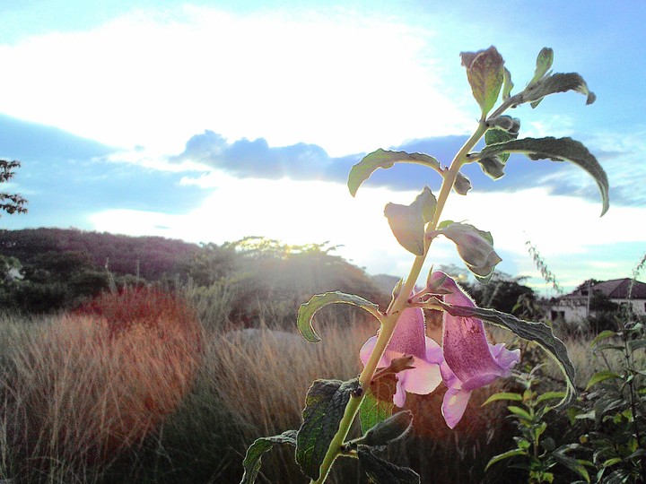 Flower behind sunset
