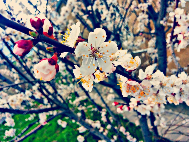 Apricot blossom