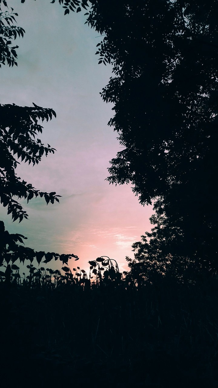 pink