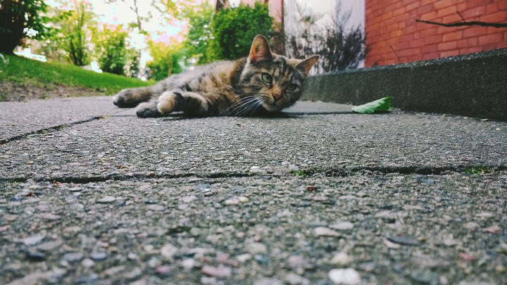 Cat of floor