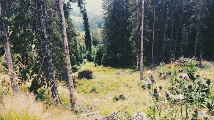 piece of paradise