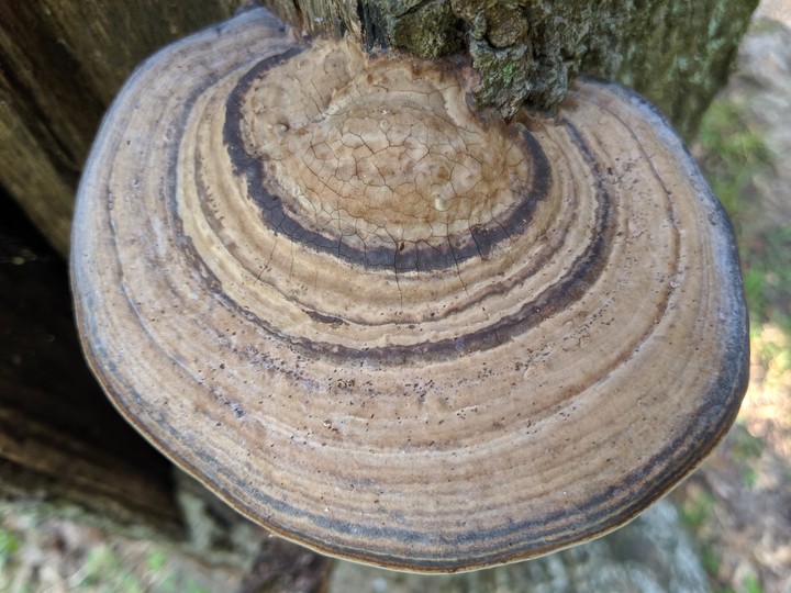 attached to tree