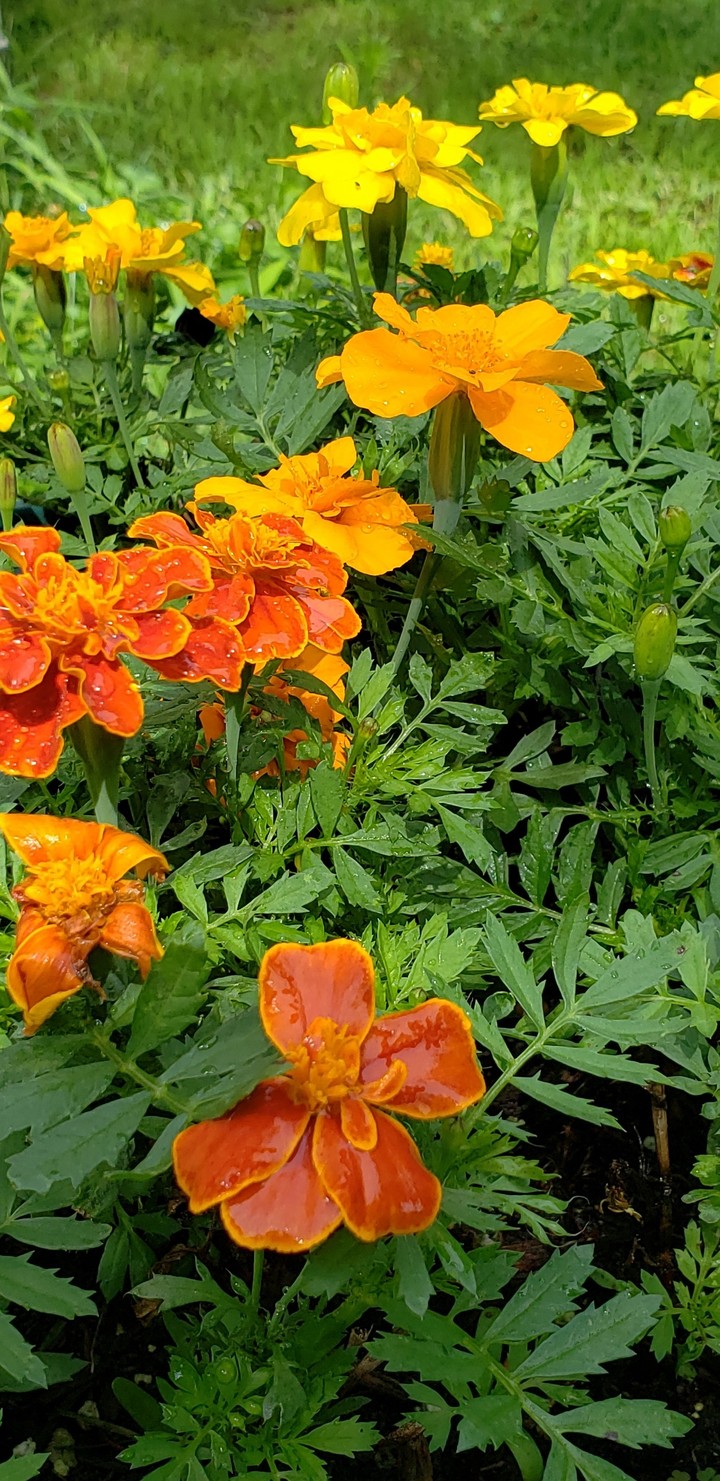 Flowers
