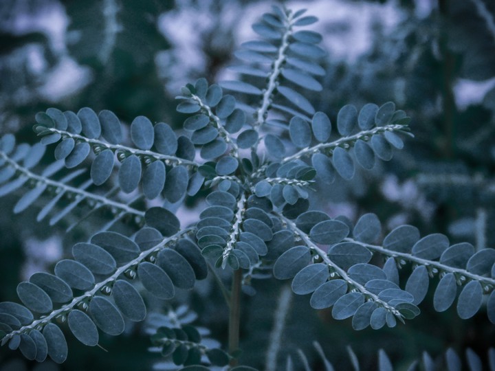 Leaf (The Nature)