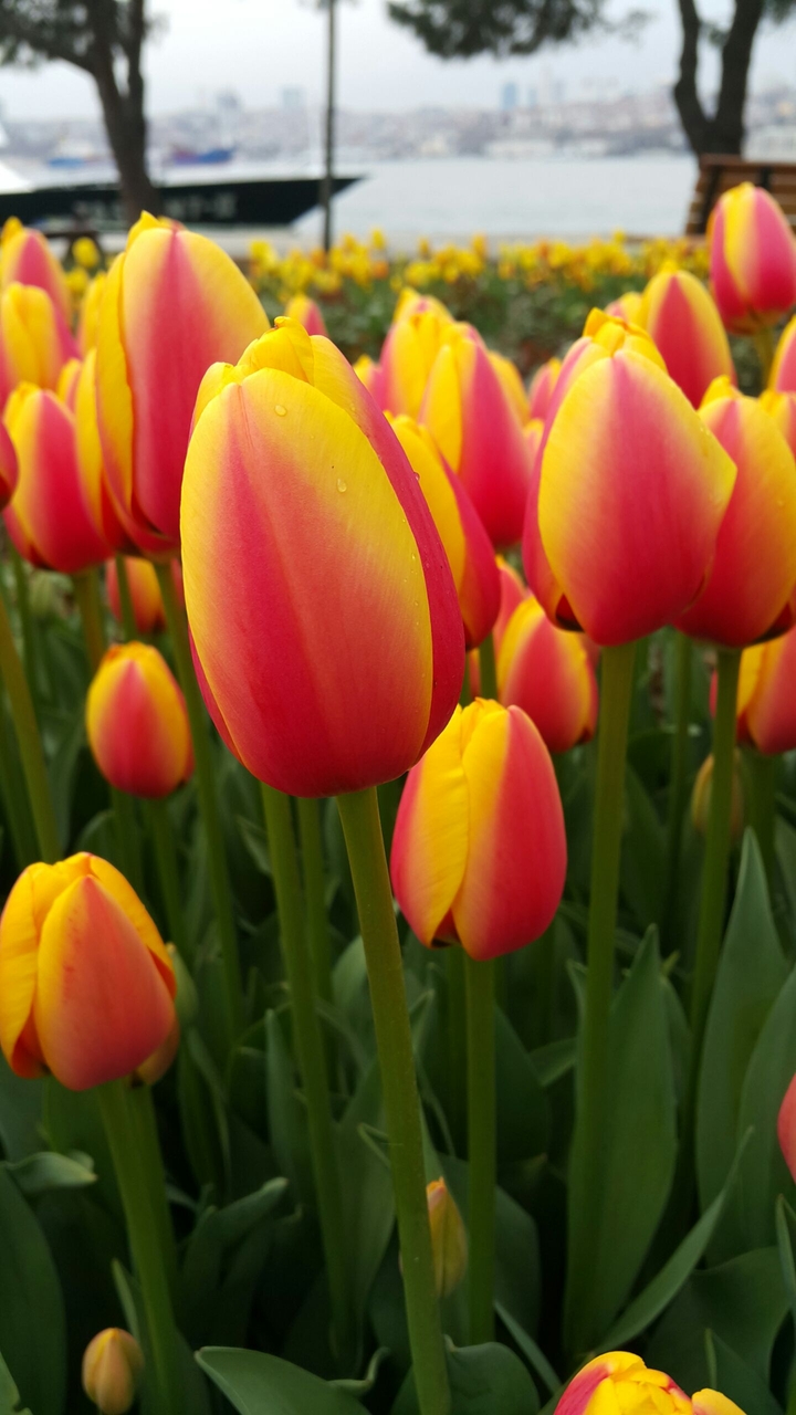 Tulip