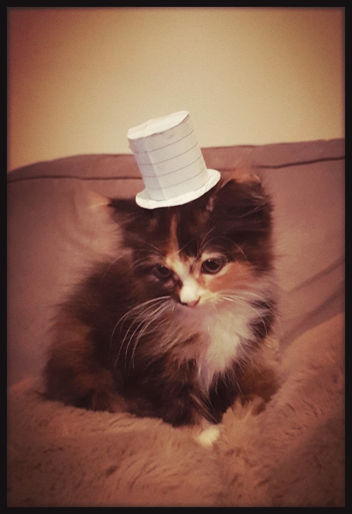 Cat in a Hat