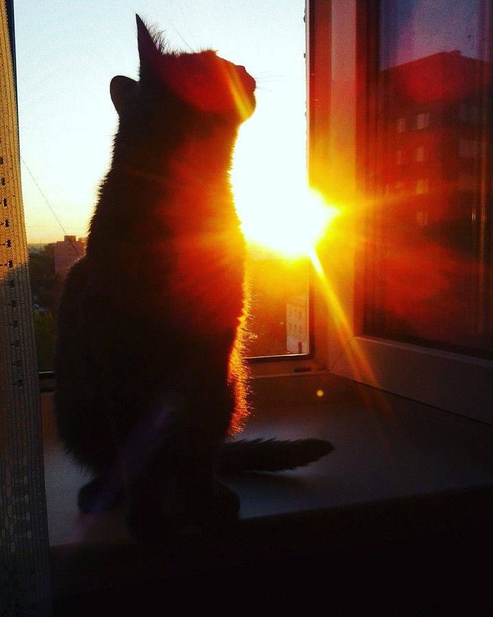 Cat and sunset