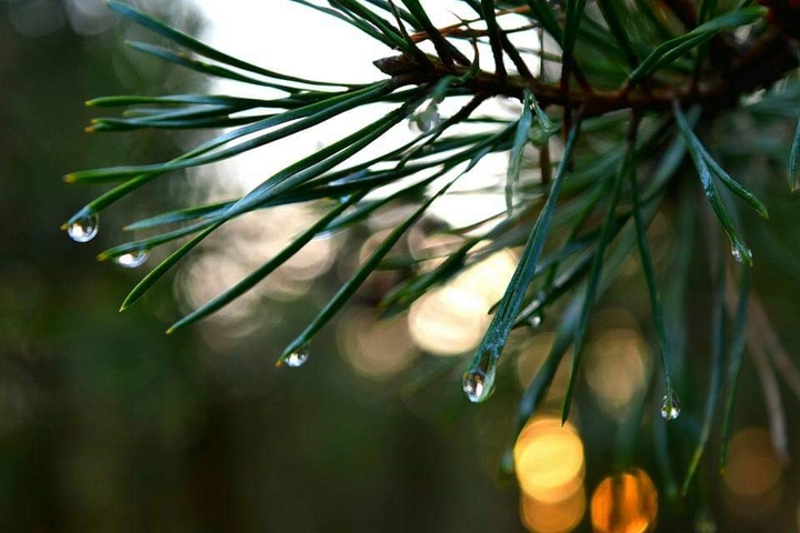 Woodland