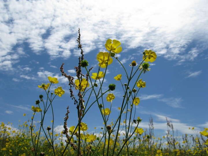 buttercups