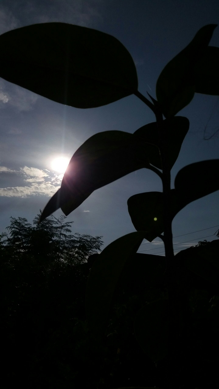 Sun Shine