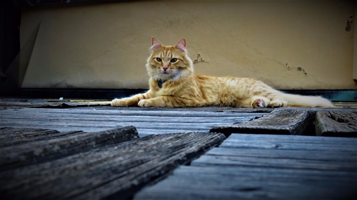 Tora cat