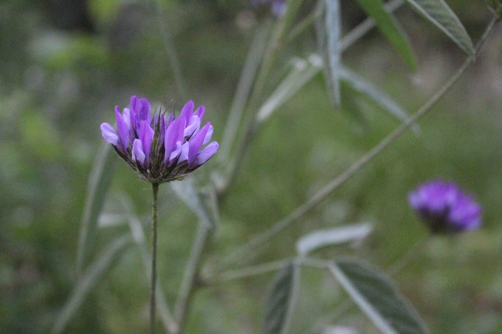 Purple Flower.