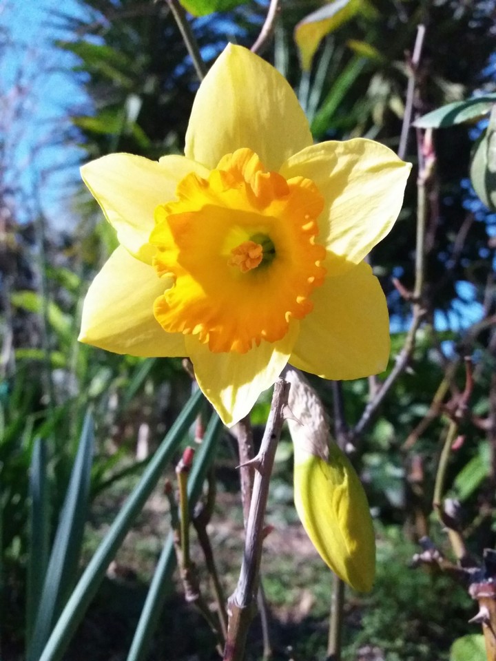 Narciso