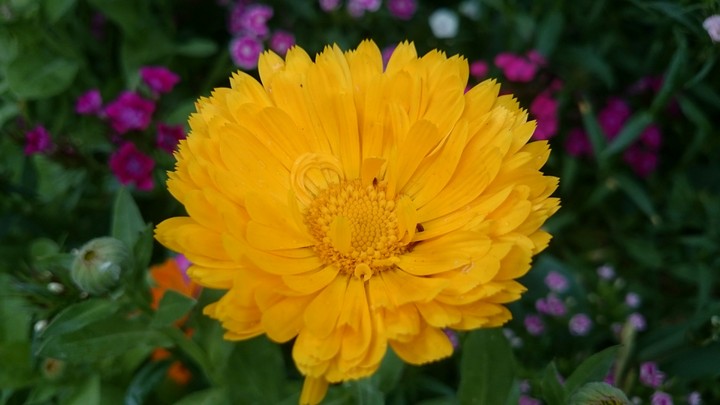 flower