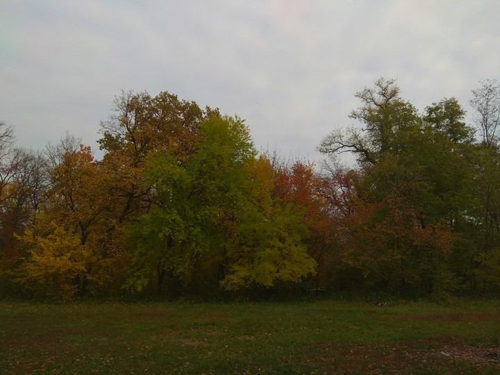 Forest